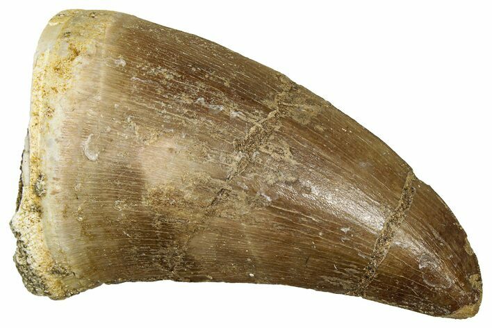 Fossil Mosasaur (Hainosaurus) Tooth - Morocco #330236